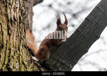 Little red squirrel on a tree in the park. Stock Photo