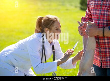 Female veterinarian treating pig on farm. Young woman wearing lab coat holding syringe giving medicine to piglet. Stock Photo