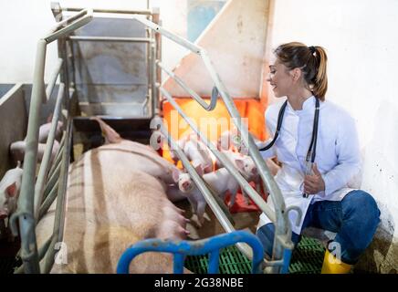 Female doctor treating pigs on farm. Young veterinarian crouching next to nursing sow examining using stethoscope. Stock Photo