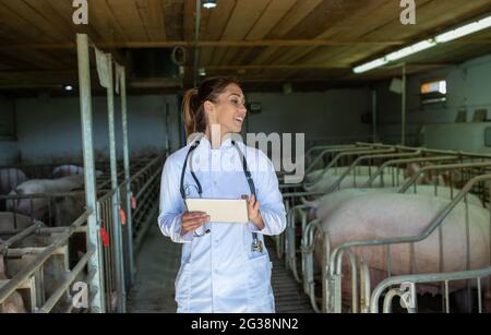 Woman doctor walking indoors in farm facility wearing white coat and stethoscope. Veterinarian using tablet modern technology in examining pigs. Stock Photo