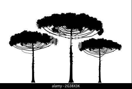 Araucaria araucana, Brazilian pine tree. Evergreen coniferous tree illustration icon, rush, texture. Trees outline on a white background. Vector. Stock Vector