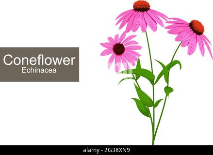 Echinacea purpurea illustration. Conceflowers blooming drawing. Detailed purple medicinal flowers with green leaves clip art. Vector. Stock Vector
