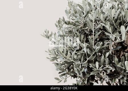 Closeup if silver leaves and branches of olive tree. Detail of Olea europaea plant againts beige wall. Empty copy space, no people. Natural Stock Photo