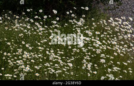 camomile or ox-eye daisy meadow top view background Stock Photo