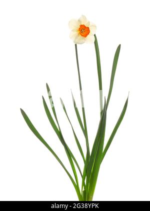 Beautiful narcissus on white background Stock Photo