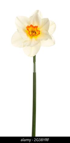 Beautiful narcissus on white background Stock Photo