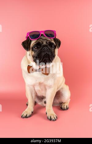 Funny Pug dog with pink glasses on pink background. Stock Photo