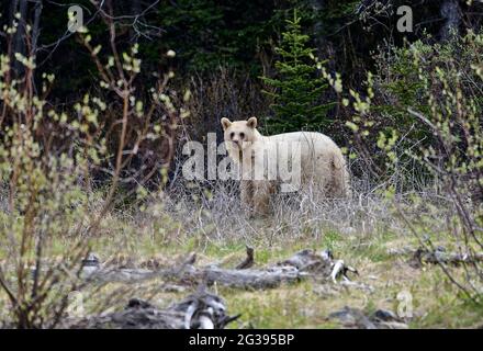Bear Mutations Very rare white mutation of American black bear (Ursus americanus ...