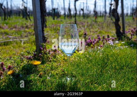 Wine production in Netherlands, white wine tasting glass close-up on spring vineyard Stock Photo