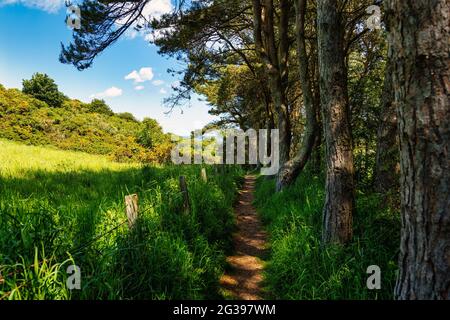 Woodland footpath next to pine trees on sunny Summer day, Pease Dean, Berwickshire, Scottish Borders, Scotland, UK Stock Photo