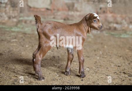 Domestic goat kid in the barn. Selective focus Stock Photo
