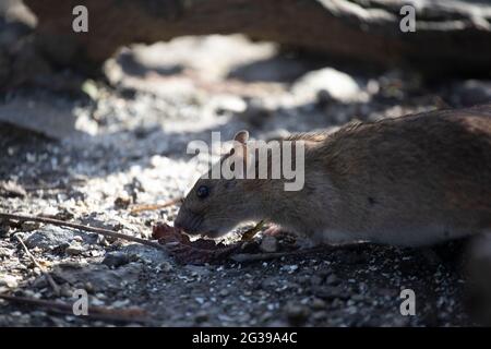 Brown rat on the ground, England, UK Stock Photo