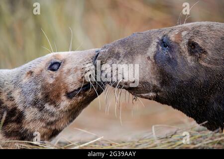Two grey seals at Donna Nook England Stock Photo