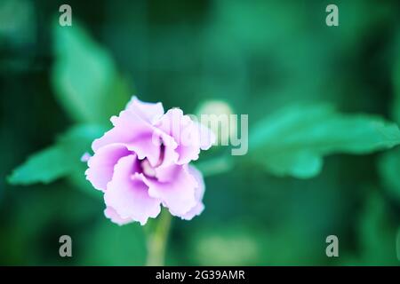 Macro photography of single pink flower closeup on dark background, top view. Soft focus and shallow depth of field. Stock Photo