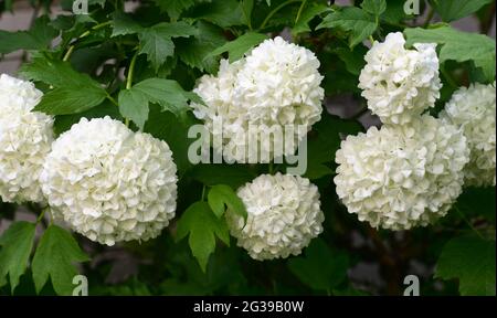 The white blooming flowers of the snowball tree in the month of May Stock Photo