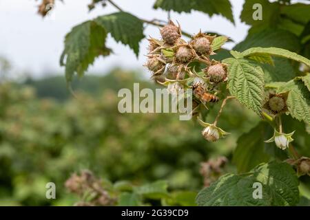 A bee on a raspberry bush Stock Photo