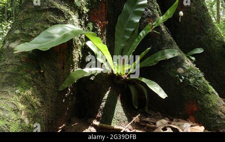 Bottom view of a widely spread root of a large jackfruit tree and large fern living in the trunk Stock Photo