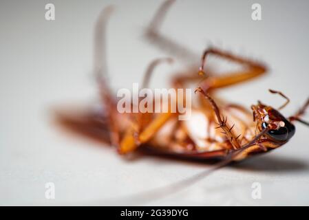Dead cockroaches on floor. Concept the problem in the house because of ...