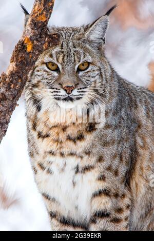 Bobcat in Arizona Stock Photo