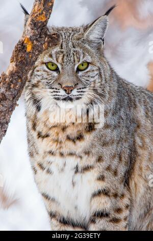 Bobcat in Arizona Stock Photo