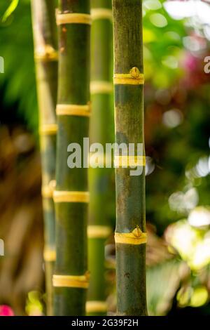 Bamboo Background with blurry background bokeh Stock Photo
