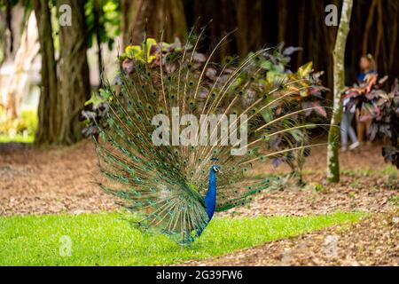 Peacock with tail feathers fully open mating show Stock Photo