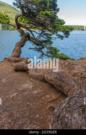 A Douglas fir tree shaped by the wind leaning over the shore of Cascade Lake in Moran State Park on Orcas Island, San Juan Islands in Washington State Stock Photo