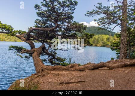 A Douglas fir tree shaped by the wind leaning over the shore of Cascade Lake in Moran State Park on Orcas Island, San Juan Islands in Washington State Stock Photo