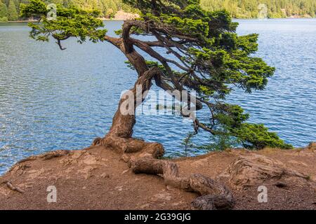 A Douglas fir tree shaped by the wind leaning over the shore of Cascade Lake in Moran State Park on Orcas Island, San Juan Islands in Washington State Stock Photo