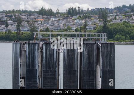 Pelagic cormorants (Phalacrocorax pelagicus), also known as Baird's cormorant, nesting on the pylons at the Washington State Ferry in Anacortes, Washi Stock Photo