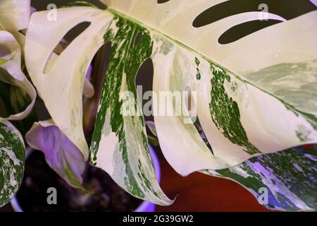 Close up of a highly variegated leaf of Monstera Albo Borsigiana, a popular tropical plant Stock Photo