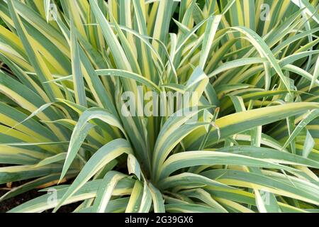 Close up of the variegated yellow and green leaves of Iris plant Stock Photo