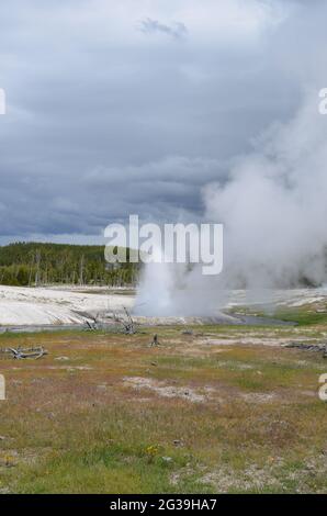 Late Spring in Yellowstone: Cliff Geyser of the Emerald Group in the Black Sand Basin Area of Upper Geyser Basin Erupts along Iron Spring Creek Stock Photo