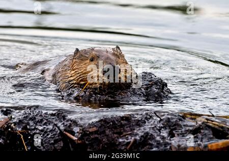 A bwild beaver 'Castor canadensis', bringing a load of wet mud to pack the top of his beaver dam Stock Photo