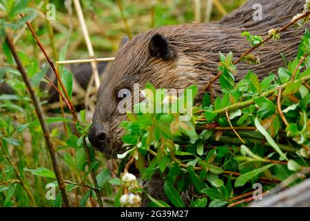A close up side view of a wild Beaver "Castor canadensis", gathering willow branches to take back to the lodge to feed the young beavers. Stock Photo