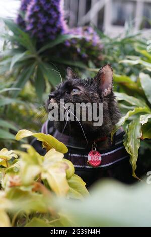 Tortoiseshell cat (kitten) enjoying a walk under rain in the garden, with raincoat and leash on