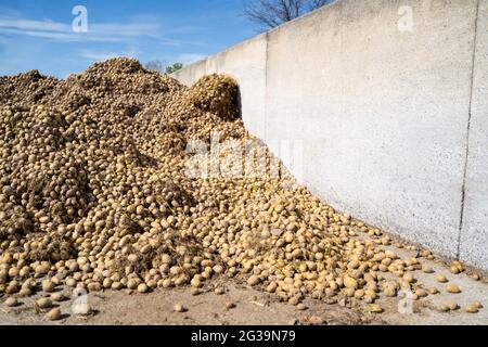 Many piles of freshly harvested unprocessed uncleaned potatoes in a farm Stock Photo