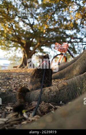 Back of a Tortoiseshell kitten sitting on tree root looking at the park in the sunset Stock Photo