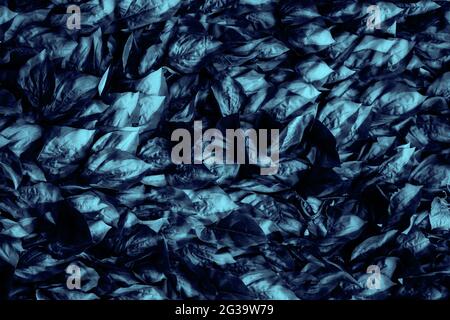 Dark blue toned leaves background. artificial foliage texture. Stock Photo