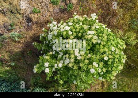 Wanzleben, Germany. 13th June, 2021. Flowering elderberry (shot with a drone). Credit: Stephan Schulz/dpa-Zentralbild/ZB/dpa/Alamy Live News Stock Photo