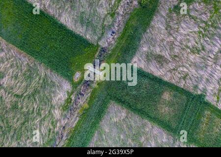 Wanzleben, Germany. 13th June, 2021. A cross made of reeds can be seen in the 'Lazy Lake'. The landscape conservation area is located in a wooded area with salty meadows, dead trees and dry bushes. (Shot with a drone). Credit: Stephan Schulz/dpa-Zentralbild/ZB/dpa/Alamy Live News Stock Photo