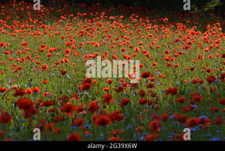 Ahrensfelde, Germany. 08th June, 2021. Just beyond the Berlin city limits near Ahrensfelde, a field of poppies shining from afar with red petals of corn poppy is in full bloom. Credit: Thomas Uhlemann/dpa-Zentralbild/ZB/dpa/Alamy Live News Stock Photo