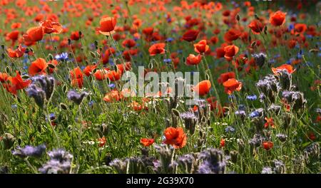 Ahrensfelde, Germany. 08th June, 2021. Just beyond the Berlin city limits near Ahrensfelde, a field of poppies shining from afar with red petals of corn poppy is in full bloom. Credit: Thomas Uhlemann/dpa-Zentralbild/ZB/dpa/Alamy Live News Stock Photo
