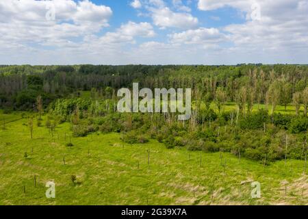 Wanzleben, Germany. 13th June, 2021. View of the 'Faulen See' lake near Wanzleben. The protected landscape area is a forest area with salty meadows, dead trees and dry bushes. (Photo taken with a drone). Credit: Stephan Schulz/dpa-Zentralbild/ZB/dpa/Alamy Live News Stock Photo