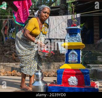 Elderly hindu Indian female tending to her tulsi vrindavan holy basil plant in her home courtyard, Agonda, Goa, India Stock Photo