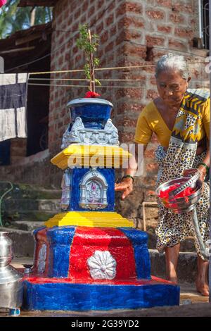 Elderly hindu Indian female tending to her tulsi vrindavan holy basil plant in her home courtyard, Agonda, Goa, India Stock Photo