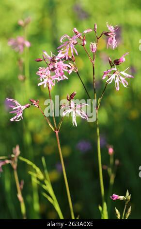 Ragged-robin (Lychnis flos-cuculi) Stock Photo