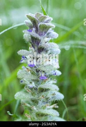 Pyramidal bugle (Ajuga pyramidalis) Stock Photo