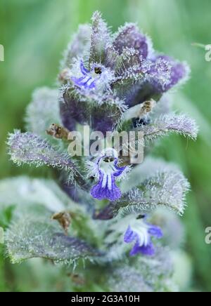 Pyramidal bugle (Ajuga pyramidalis) Stock Photo