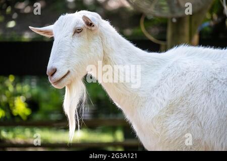 White Saanen goat (Capra aegagrus hircus) in the Outback Station children's barnyard petting zoo at Zoo Atlanta in Atlanta Georgia. (USA) Stock Photo